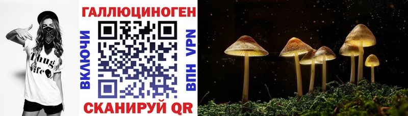 darknet Telegram  blacksprut сайт  Михайлов  купить   Галлюциногенные грибы Psilocybine cubensis 